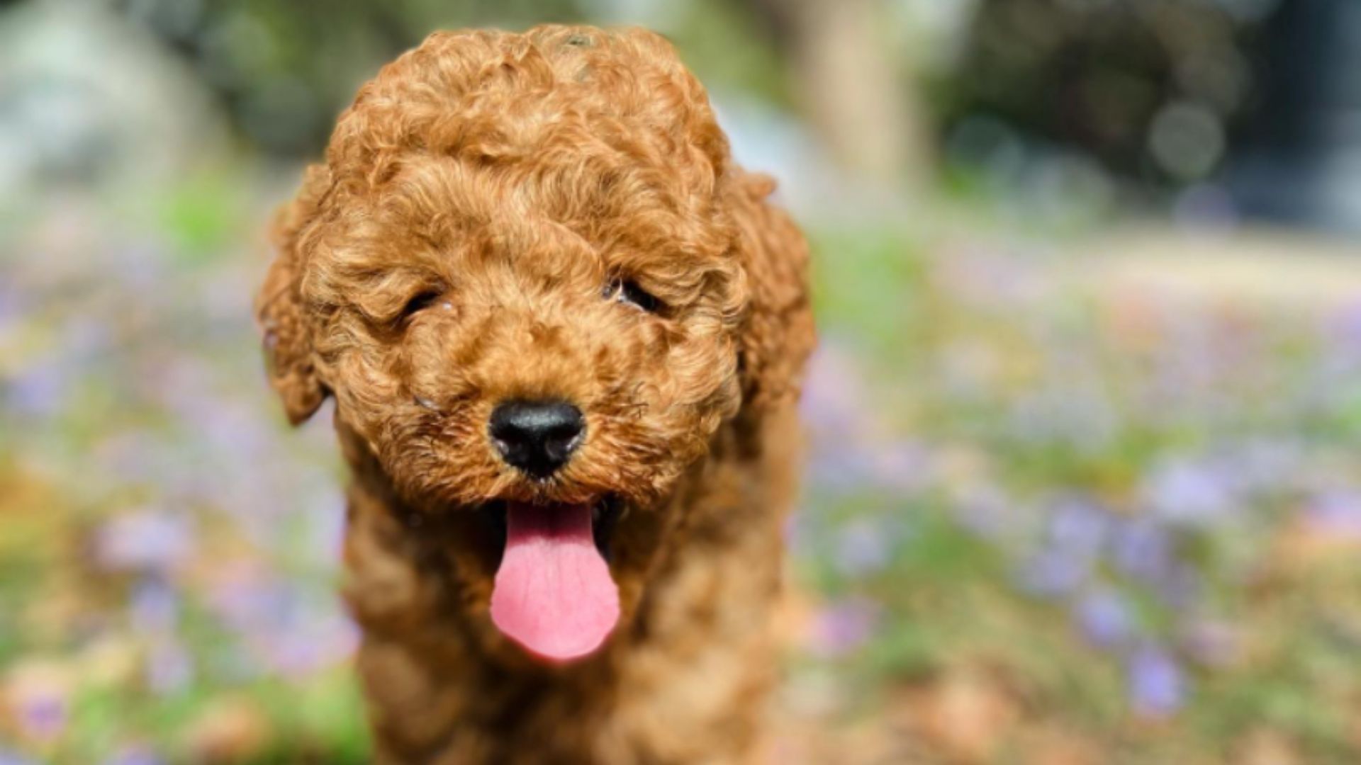 How to take a puppy home - Puppy Love Cavoodle Brisbane