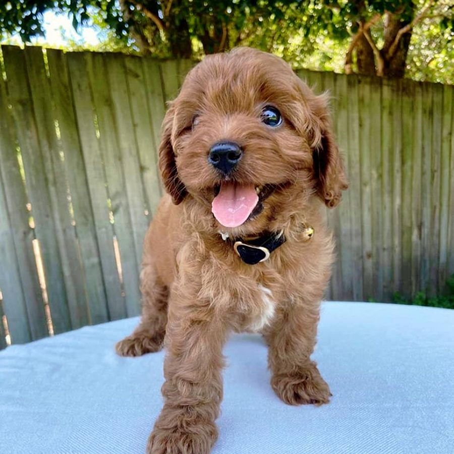 Cavoodle 2024 love puppies